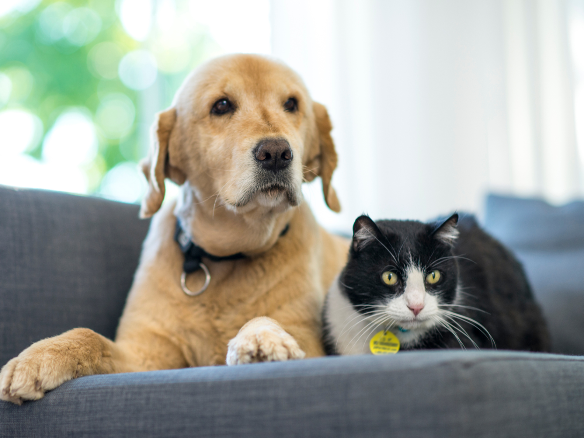 Townhomes at Liberty Place Pet Dog And Cat
